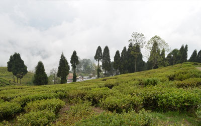 The aromatic Happy Valley Tea Estate