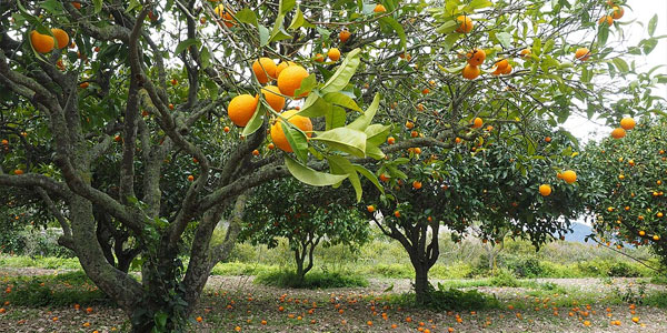 Orange Orchards